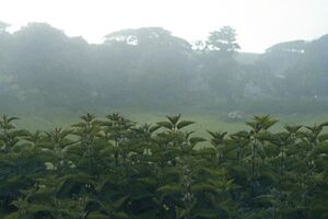 Image - And Also The Trees