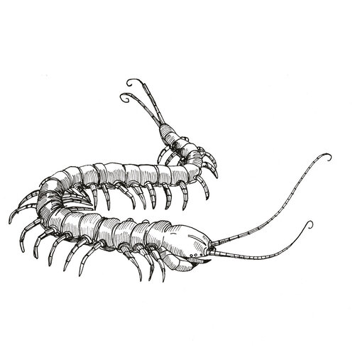 Image de présentation